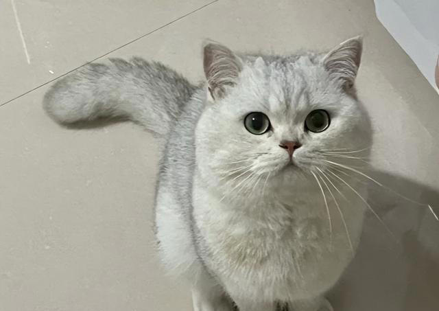 公认最好养活的“5”种招财猫，新手养了也旺家，你选对了吗？