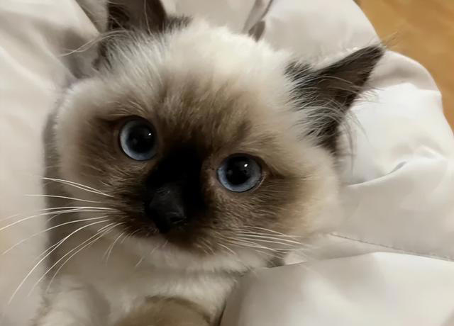 公认最好养活的“5”种招财猫，新手养了也旺家，你选对了吗？