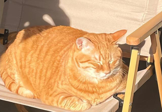 公认最好养活的“5”种招财猫，新手养了也旺家，你选对了吗？