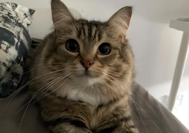 公认最好养活的“5”种招财猫，新手养了也旺家，你选对了吗？