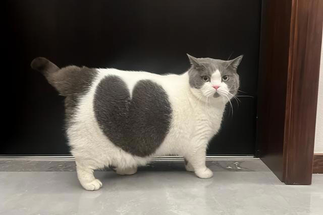 公认最好养活的“5”种招财猫，新手养了也旺家，你选对了吗？