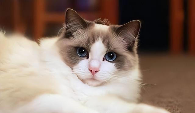 如何一眼识别“仙女猫”?揭秘布偶猫独特的外貌特征