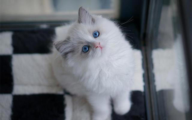 如何一眼识别“仙女猫”？揭秘布偶猫独特的外貌特征