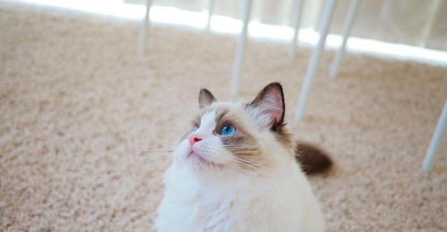 如何一眼识别“仙女猫”？揭秘布偶猫独特的外貌特征