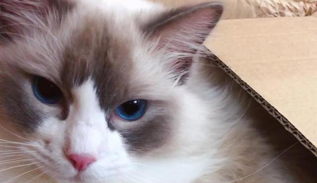 如何一眼识别“仙女猫”？揭秘布偶猫独特的外貌特征