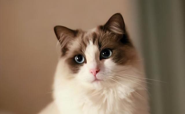 如何一眼识别“仙女猫”？揭秘布偶猫独特的外貌特征