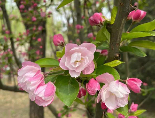 4月份就养5种花，晒晒太阳、浇点水就能开爆盆，越养越喜欢
