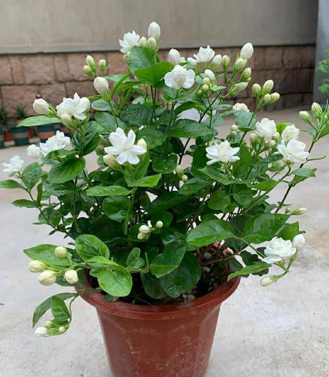 4月份就养5种花，晒晒太阳、浇点水就能开爆盆，越养越喜欢