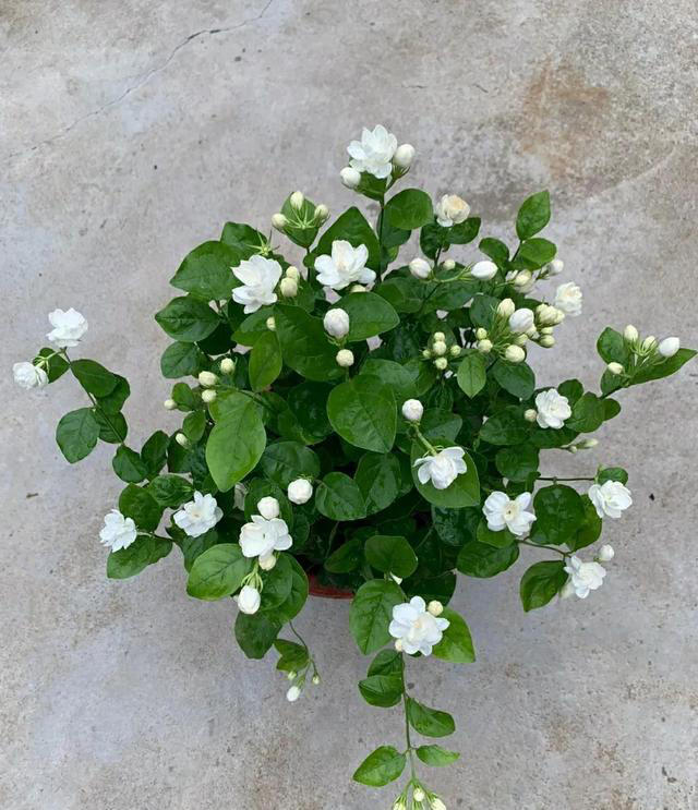 4月份就养5种花，晒晒太阳、浇点水就能开爆盆，越养越喜欢