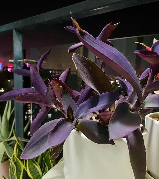 4月份就养5种花，晒晒太阳、浇点水就能开爆盆，越养越喜欢