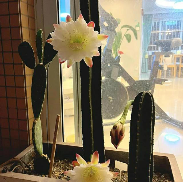 4月份就养5种花，晒晒太阳、浇点水就能开爆盆，越养越喜欢