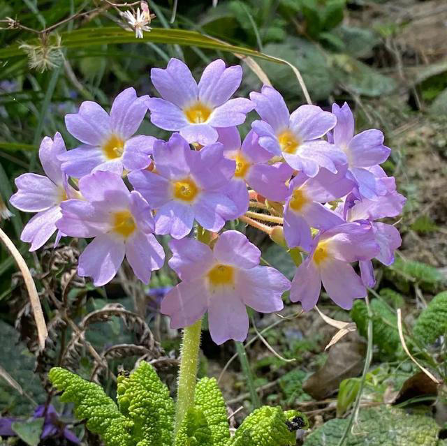 4月份就养5种花，晒晒太阳、浇点水就能开爆盆，越养越喜欢