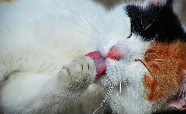 猫咪会自己舔，一直不用洗澡? 错!