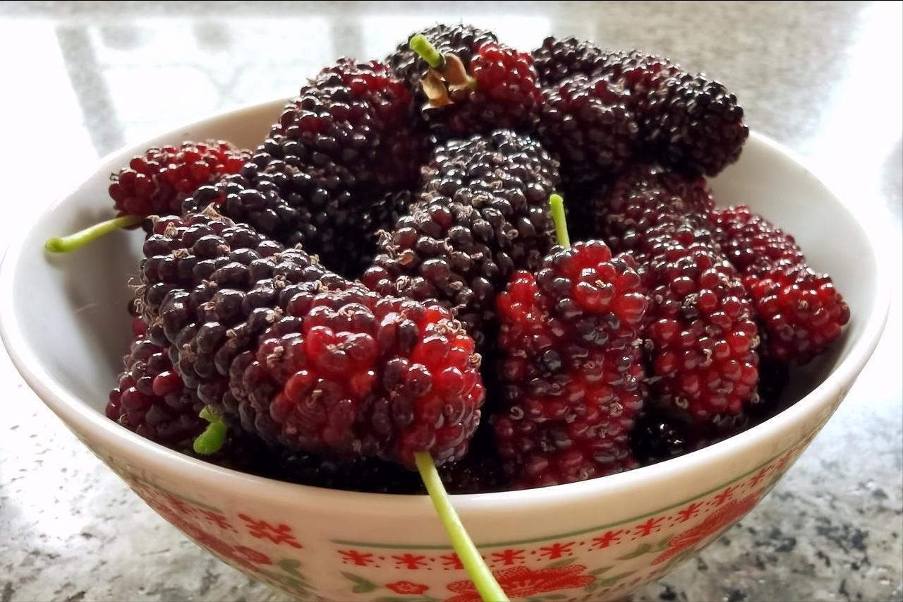 桑葚被热议！专家发现：常吃桑葚对6类慢性病有益，建议适量吃！