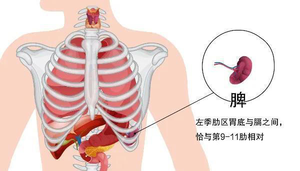 人被拿掉哪些器官不会死？身体的6个“无用”器官，你知道几个
