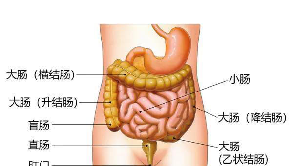 人被拿掉哪些器官不会死？身体的6个“无用”器官，你知道几个
