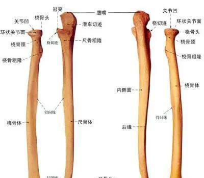 人被拿掉哪些器官不会死？身体的6个“无用”器官，你知道几个