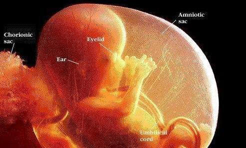 女性怀孕是显怀好还是不显怀好？为什么？