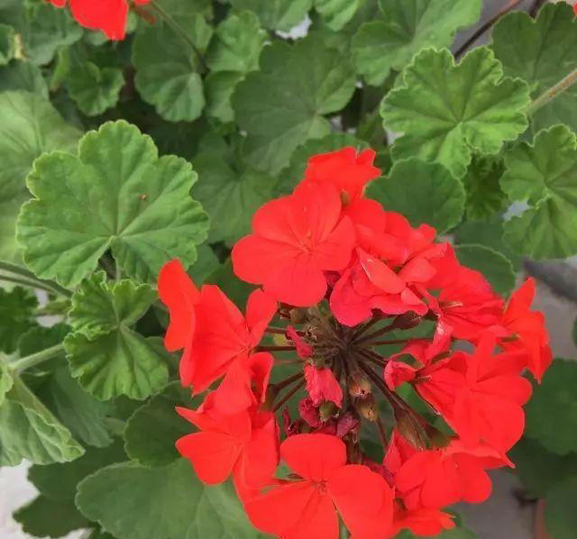 介绍5种好看好养的花，花期长花量大，不费力气，就能欣赏！