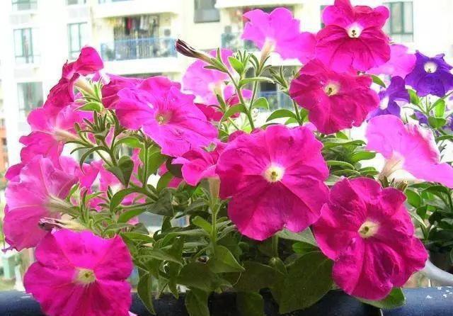 介绍5种好看好养的花，花期长花量大，不费力气，就能欣赏！