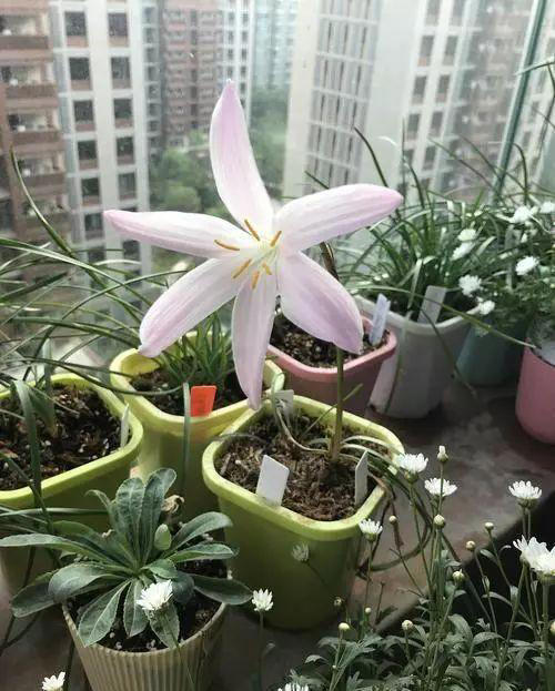 介绍5种好看好养的花，花期长花量大，不费力气，就能欣赏！