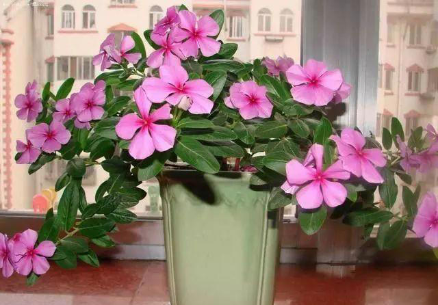 介绍5种好看好养的花，花期长花量大，不费力气，就能欣赏！