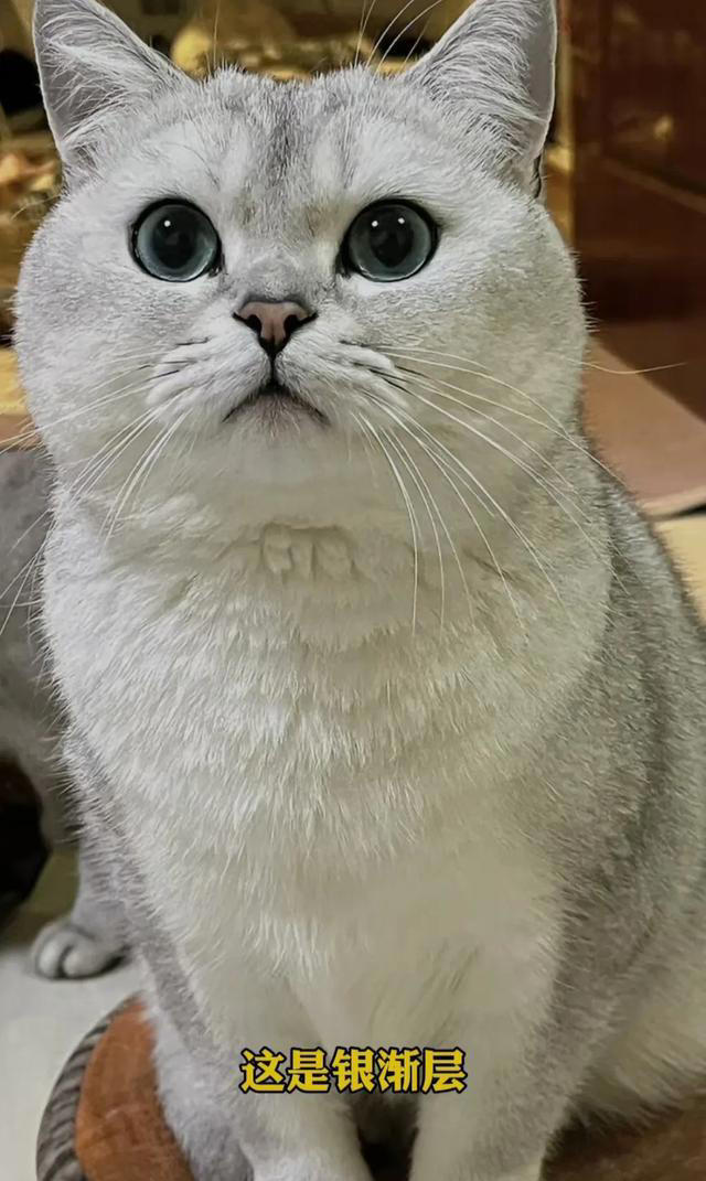 喜欢养猫的主子们看过来，关于养猫的一些知识分享，全是干货。