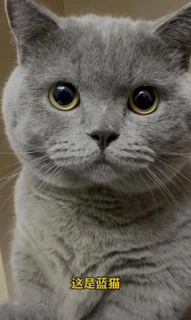 喜欢养猫的主子们看过来，关于养猫的一些知识分享，全是干货。