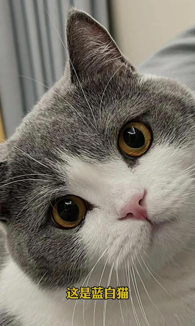 喜欢养猫的主子们看过来，关于养猫的一些知识分享，全是干货。