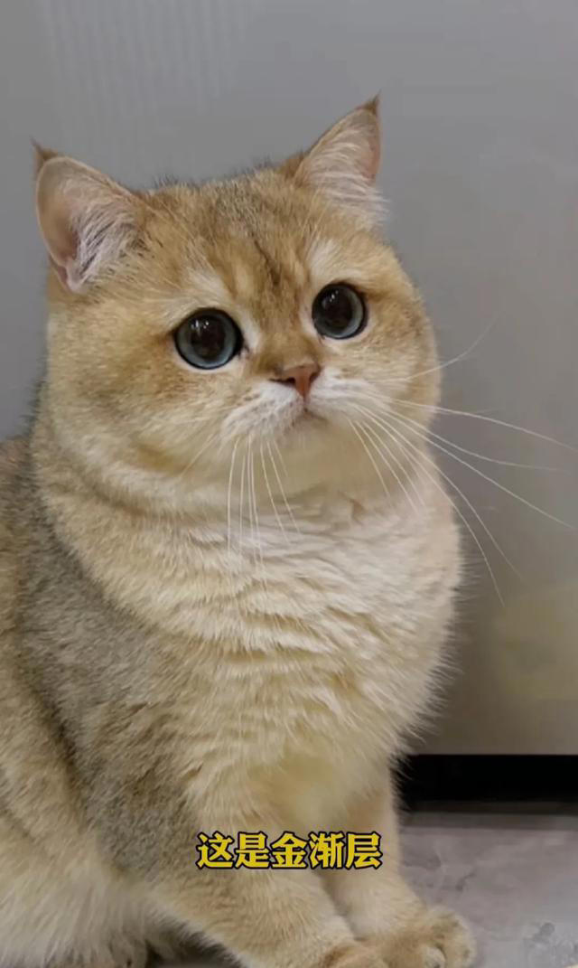 喜欢养猫的主子们看过来，关于养猫的一些知识分享，全是干货。