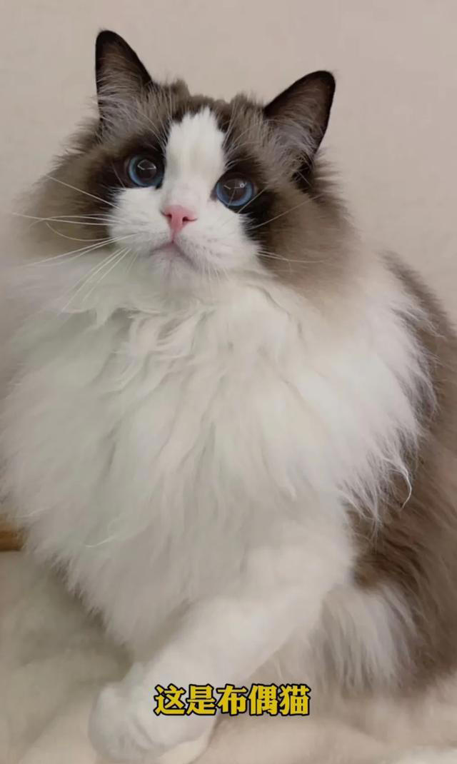 喜欢养猫的主子们看过来，关于养猫的一些知识分享，全是干货。