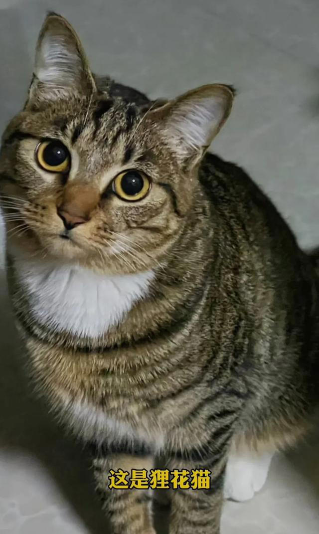 喜欢养猫的主子们看过来，关于养猫的一些知识分享，全是干货。