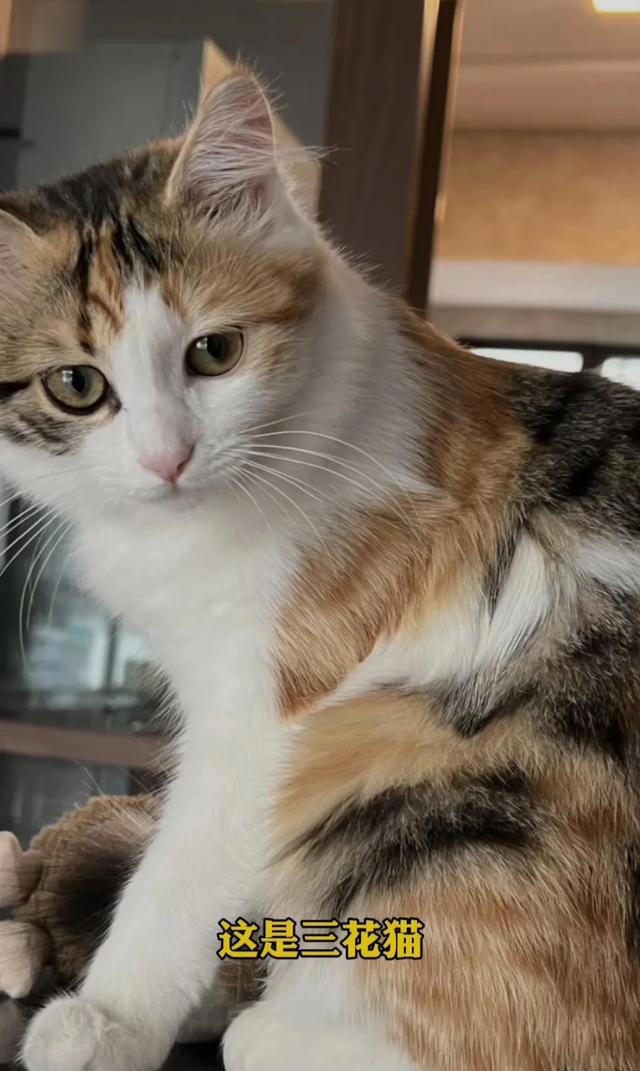 喜欢养猫的主子们看过来，关于养猫的一些知识分享，全是干货。