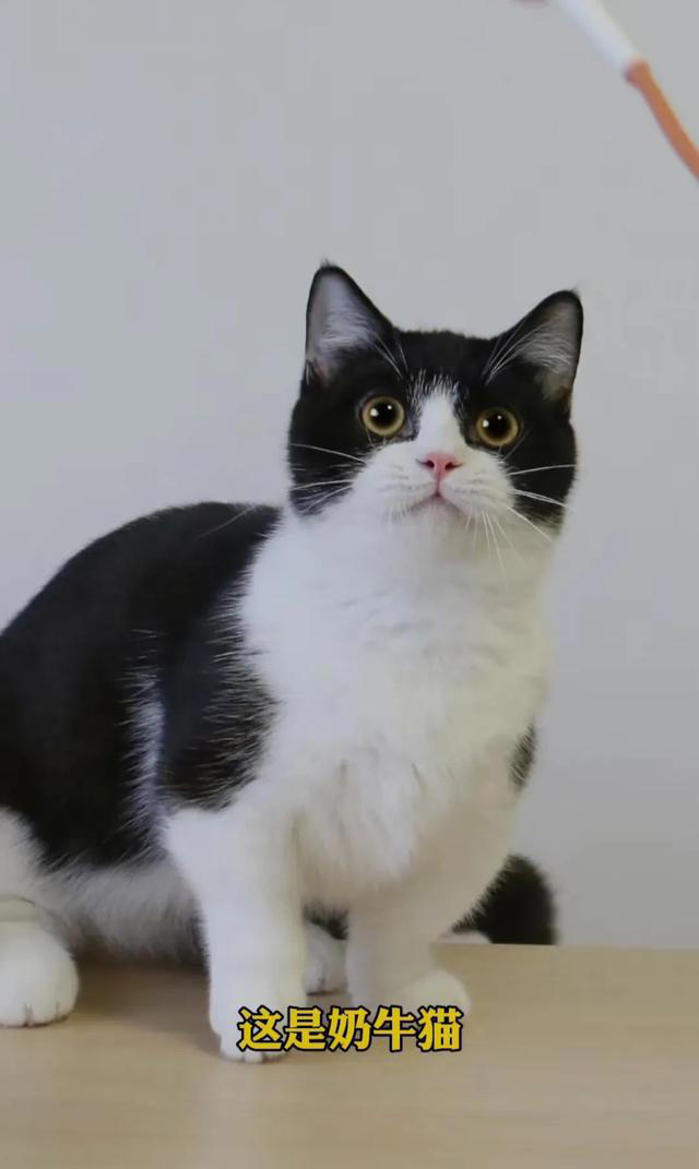 喜欢养猫的主子们看过来，关于养猫的一些知识分享，全是干货。