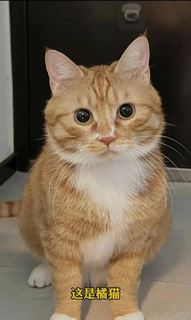 喜欢养猫的主子们看过来，关于养猫的一些知识分享，全是干货。