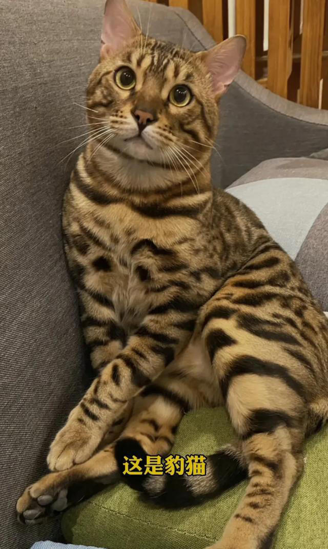 喜欢养猫的主子们看过来，关于养猫的一些知识分享，全是干货。