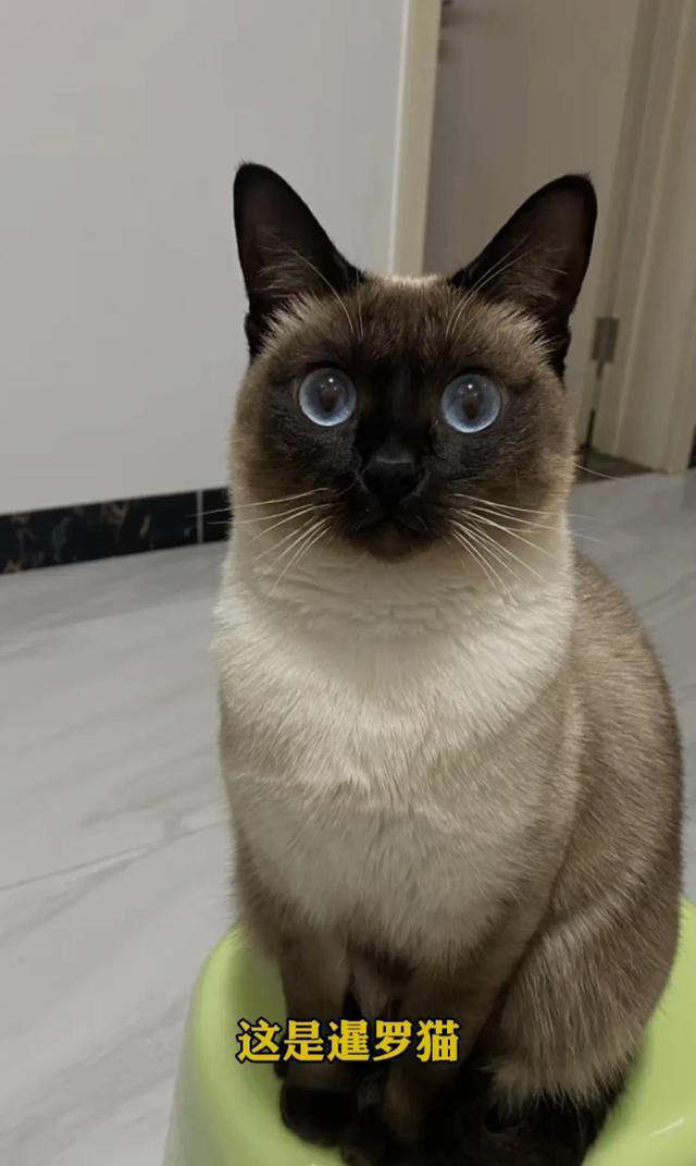 喜欢养猫的主子们看过来，关于养猫的一些知识分享，全是干货。