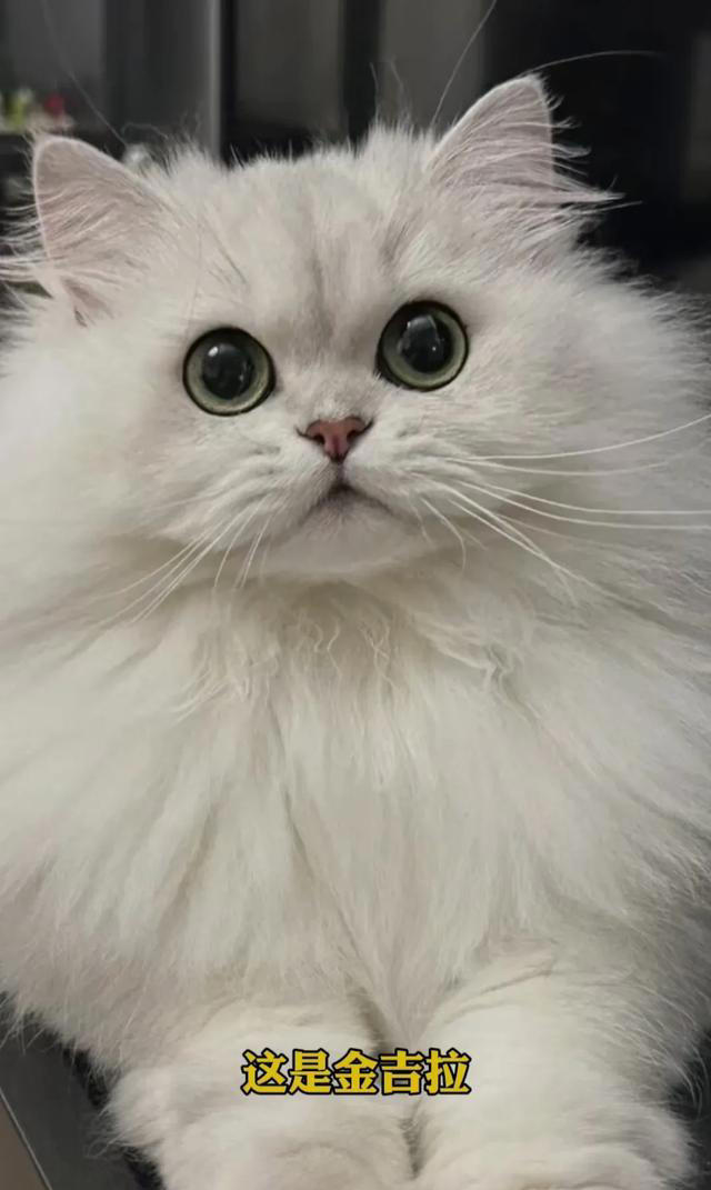 喜欢养猫的主子们看过来，关于养猫的一些知识分享，全是干货。