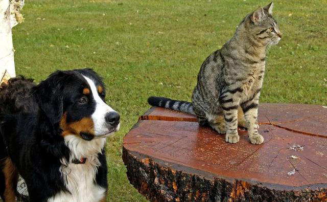 养猫和养狗的差别，看到第一条，我就没忍住笑了，太真实了