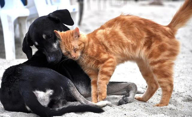 养猫和养狗的差别，看到第一条，我就没忍住笑了，太真实了