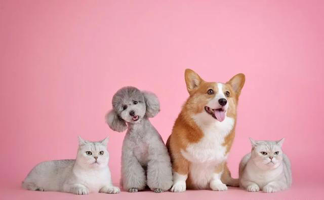 养猫和养狗的差别，看到第一条，我就没忍住笑了，太真实了