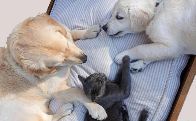 养猫和养狗的差别，看到第一条，我就没忍住笑了，太真实了