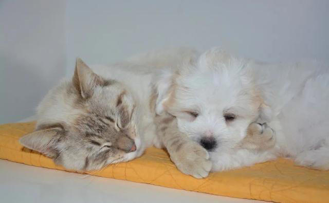 养猫和养狗的差别，看到第一条，我就没忍住笑了，太真实了