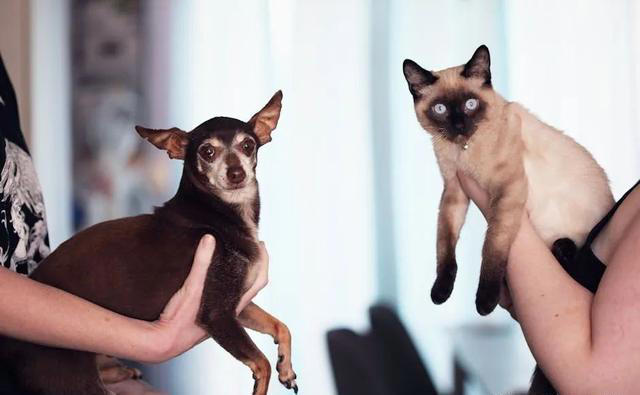 养猫和养狗的差别，看到第一条，我就没忍住笑了，太真实了