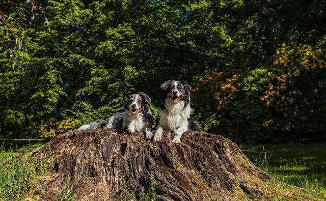 养猫和养狗的差别，看到第一条，我就没忍住笑了，太真实了