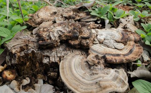 吃灵芝好处多 但这4类人吃它有害无益