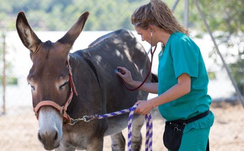 禁止肥胖游客观光 人太胖会引发多种疾病