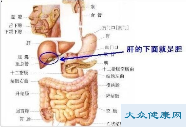 肝在身体哪个位置