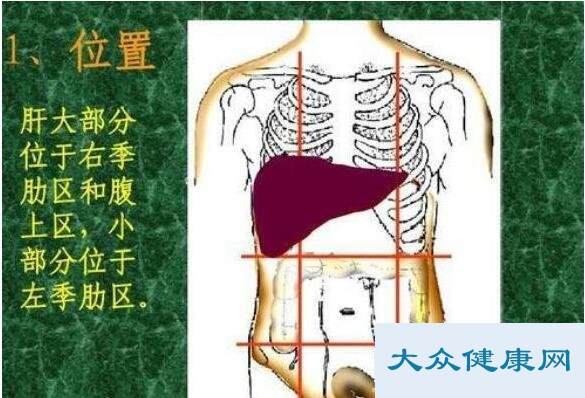 肝在身体哪个位置