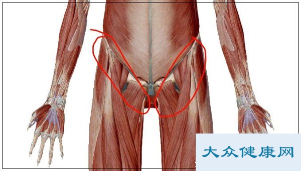 腹股沟在哪个位置图片啊